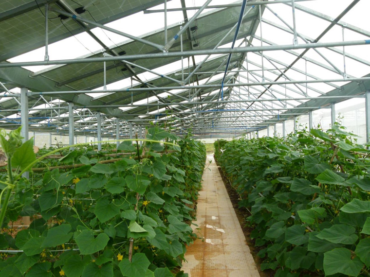 光伏農(nóng)業(yè)大棚前景怎么樣,怎樣有效利用光伏農(nóng)業(yè)大棚